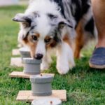 Australian Shepherd engages in nose work drill.