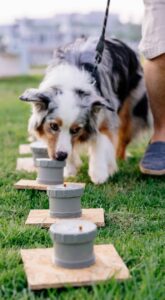 Australian Shepherd engages in nose work drill.