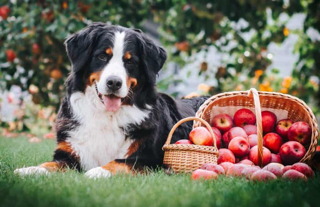 Bernese Mountain Dog poses with basket of apples.