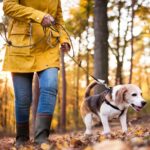 Woman takes beagle for long walks in wooded area.