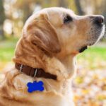 Discover why personalized dog collars are worth the investment.