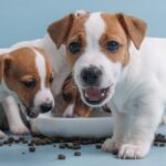 Jack Russell Terrier puppies eating from bowl. Illustration for dog hiccups post.