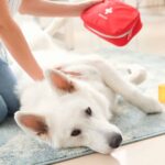 Woman gives white German Shepherd first aid. Illustration for dog safety article.