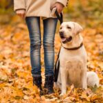 Woman with yellow Labrador. Illustration for fall dog walk dangers post.