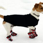 Jack Russell Terrier wears coat and boots in snow. Photo illustration for keep dogs warm post.