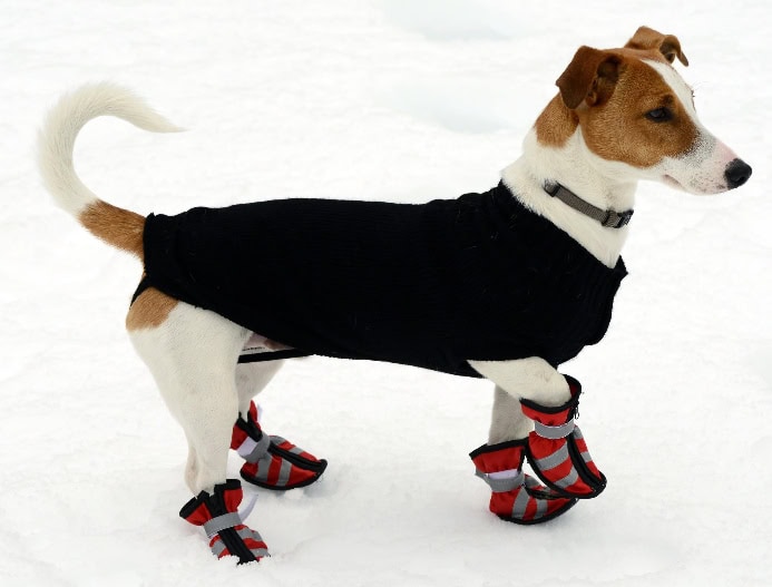 Jack Russell Terrier wears coat and boots in snow. Photo illustration for keep dogs warm post.