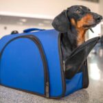 Dachshund in pet carrier.