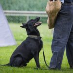 Black German Shepherd attends protection dog training class.