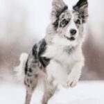 Happy Border Collie runs in snow. Illustration for cold-weather dog care tips post.