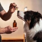 Owner gives dog extract. Illustration for article on health benefits of mushroom extracts for dogs.