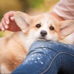 Woman cuddles with corgi puppy. Early socialization helps create confident dogs.