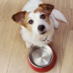 Jack Russell Terrier with empty food bowl. Illustration for post on supplements for dogs.