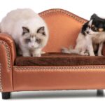 Ragdoll cat and Chihuahua sit on love seat. Photo illustration for dogs allergic to cats post.