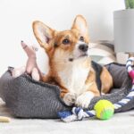 Corgi in dog bed surrounded by toys. Photo for organize seasonal dog accessories post.