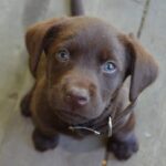 Chocolate Labrador puppy gazes at the camera. Illustration for puppy behavior training post.