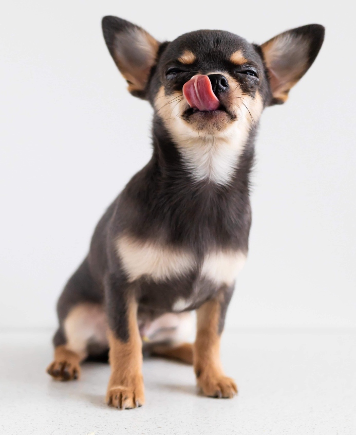 Tri-color Chihuahua licks nose. Image for excessive licking post.