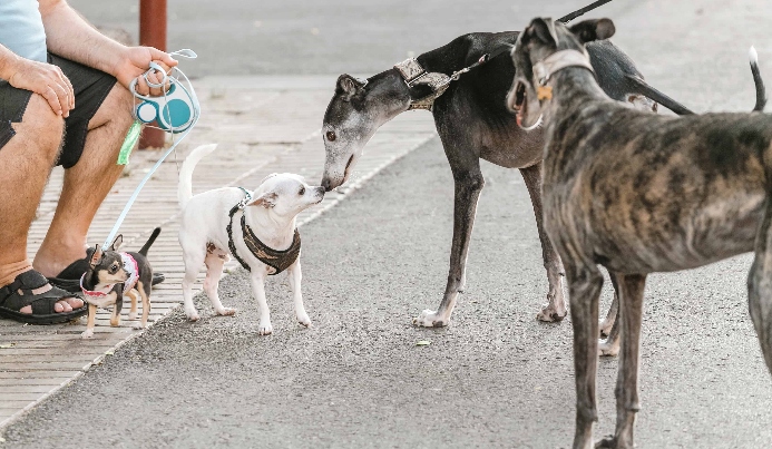 Man watches as dogs sniff each other. Photo for introduce a new dog post.