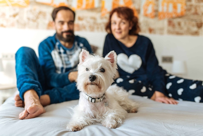 Westie poses with owner on bed. Photo for emotional connection post.