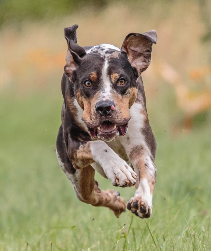 Catahoula Leopard Dog runs in grassy area.