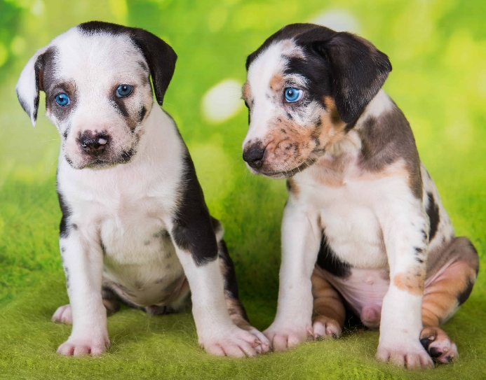 Pair of Catahoula Leopard Dog puppies.