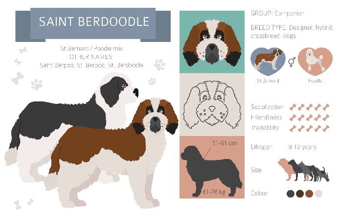 Saint Berdoodle graphic