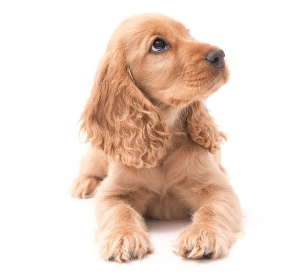 Cocker Spaniel puppy on white background. Photo for adopting a puppy post.