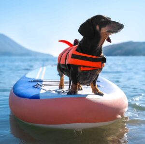 Dachshund wearing life jacket stands on paddle board. Photo for dog water safety article.