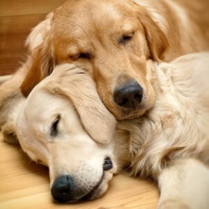 Pair of Golden Retrievers cuddle. Photo for in-home dangers for dogs post.