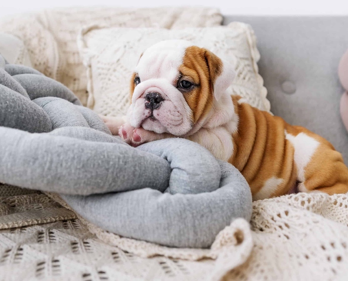 Bulldog puppy on couch. Photo for Petfinder.com post.