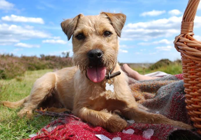 Patterdale Terrier