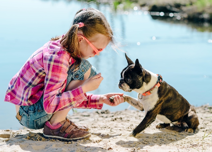 Young girl wearing glasses trains Boston Terrier.