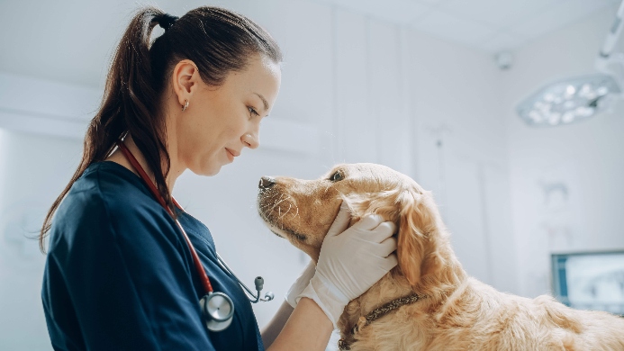 Vet examines Golden Retriever. Photo for canine cold post.