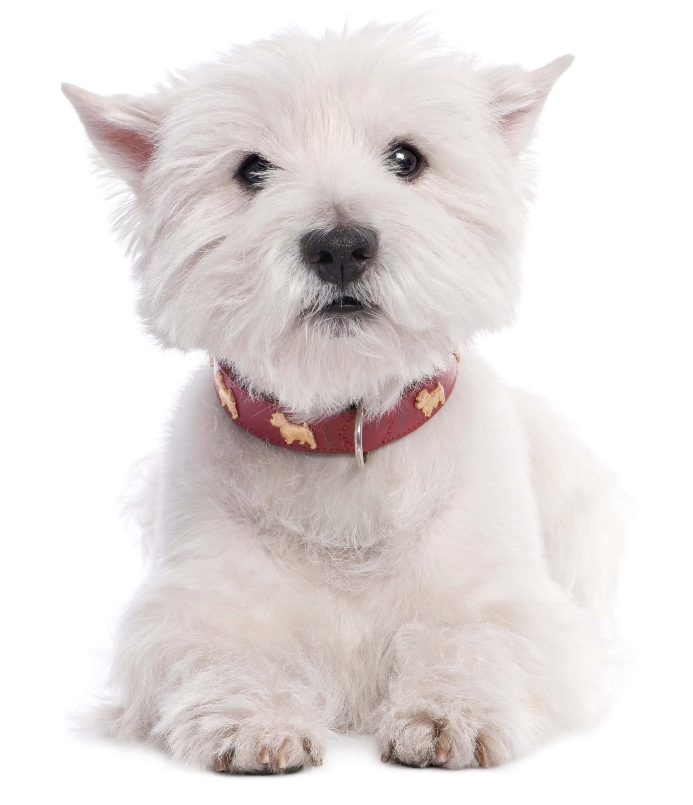 West Highland Terrier wears custom dog collar.