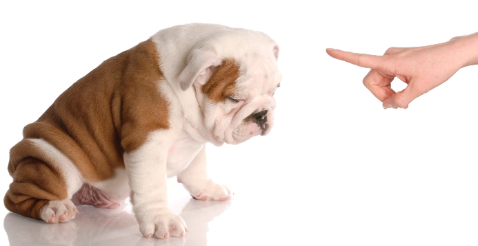 Owner shakes finger at Bulldog puppy. Photo for dog training mistakes post.