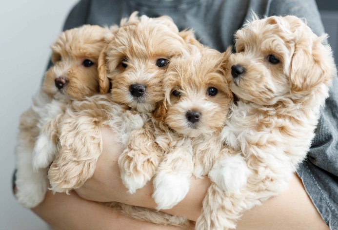 Collection of Maltipoo puppies. Photo for doodle dog breed post.