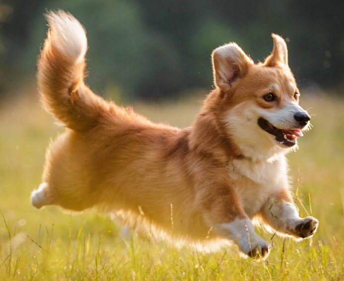 Happy Corgi runs. Photo for come when called post.