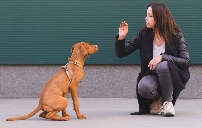 Woman trains Vizsla. Photo for dog temperament post.