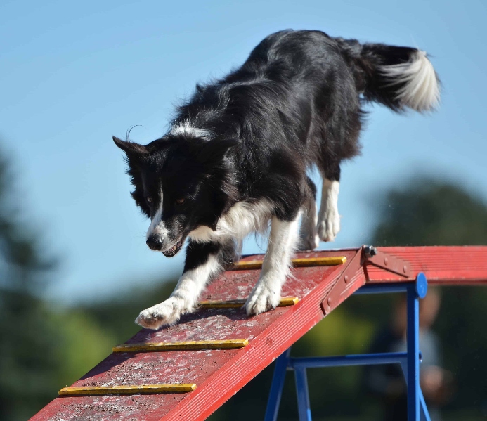 Border Collie on dog walk.
