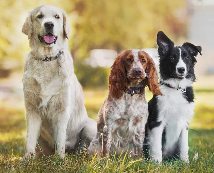 Three dogs sit at dog park. Photo for dog socialization mistakes post.