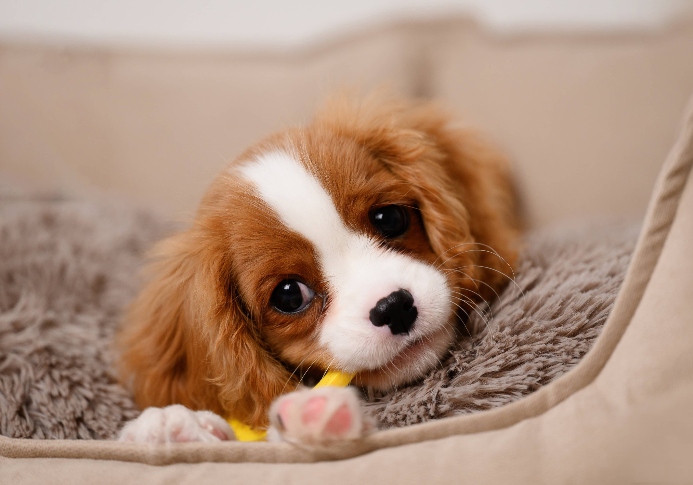 Cavalier King Charles Spaniel chews on toy in cozy bed.