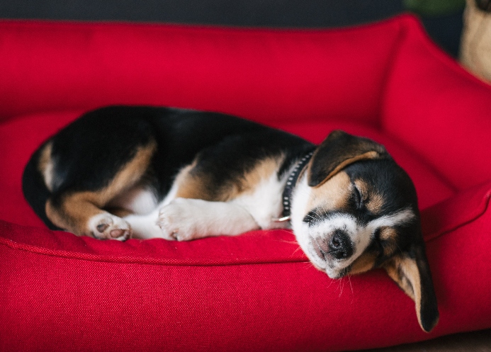 Beagle puppy sleeps in red dog bed. Image for resting spot post.