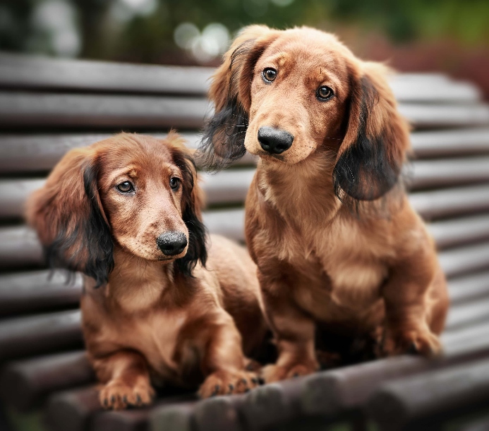 Two Dachshunds sit on a park bench.