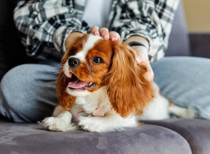 Owner pets Cavalier King Charles Spaniel. Photo for companion dogs post.