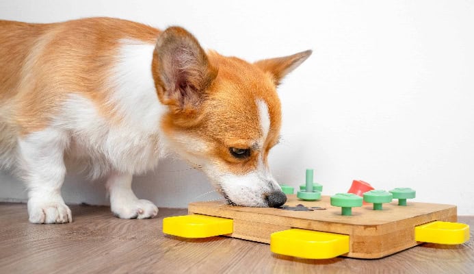 Corgi eats food from puzzle toy. Photo for dog enrichment activities post.