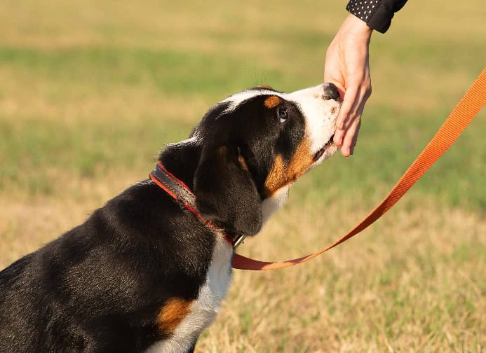 Teach dog to touch your hand. Photo for dog enrichment activities photo.