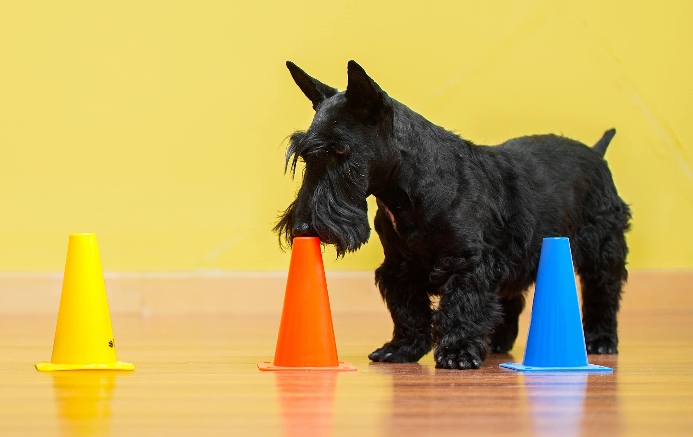 Scottish Terrier sniffs cones. Photo for mental stimulation post.