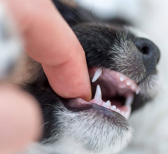 Photo illustration of sharp puppy teeth for puppy teething hacks article.