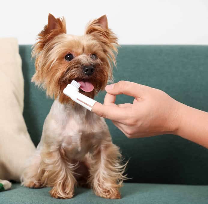 Owner brushes Yorkie puppy's teeth. Photo for puppy teething hacks post.