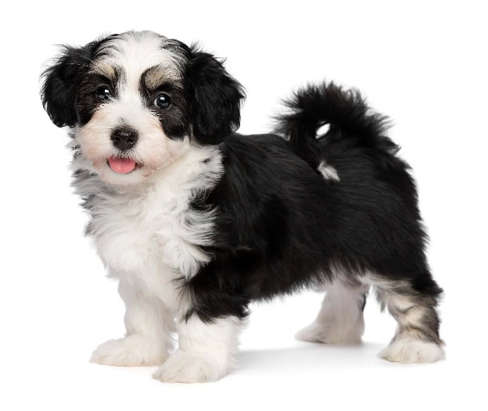 Havanese puppy on white background. Photo for dog breed size post.