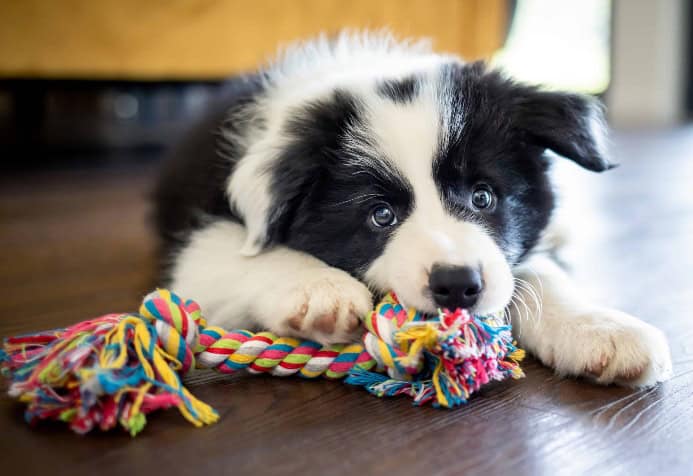 Border Collie puppy chews on rope toy. Photo for dog anxiety symptoms post.